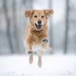 5 tips to help your dog thrive during winter
