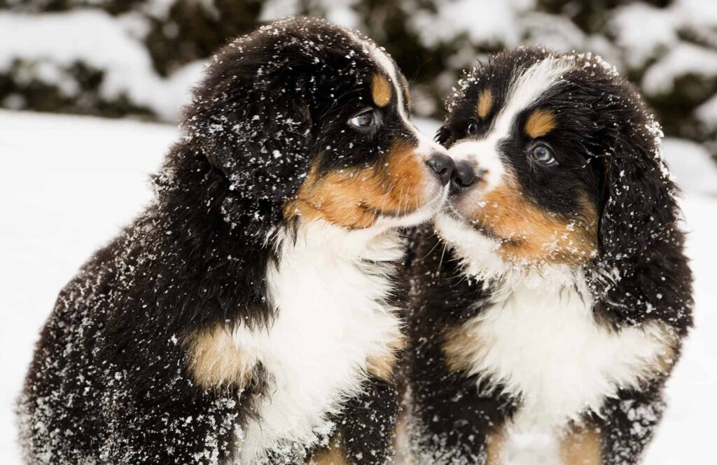 Pair of Bernese Mountain dogs kiss in the snow. In cooler, damper weather, barometric pressure drops, which can cause joint inflammation. If your pet is moving slowly or is sluggish when getting up from a nap, this could be due to inflammation.