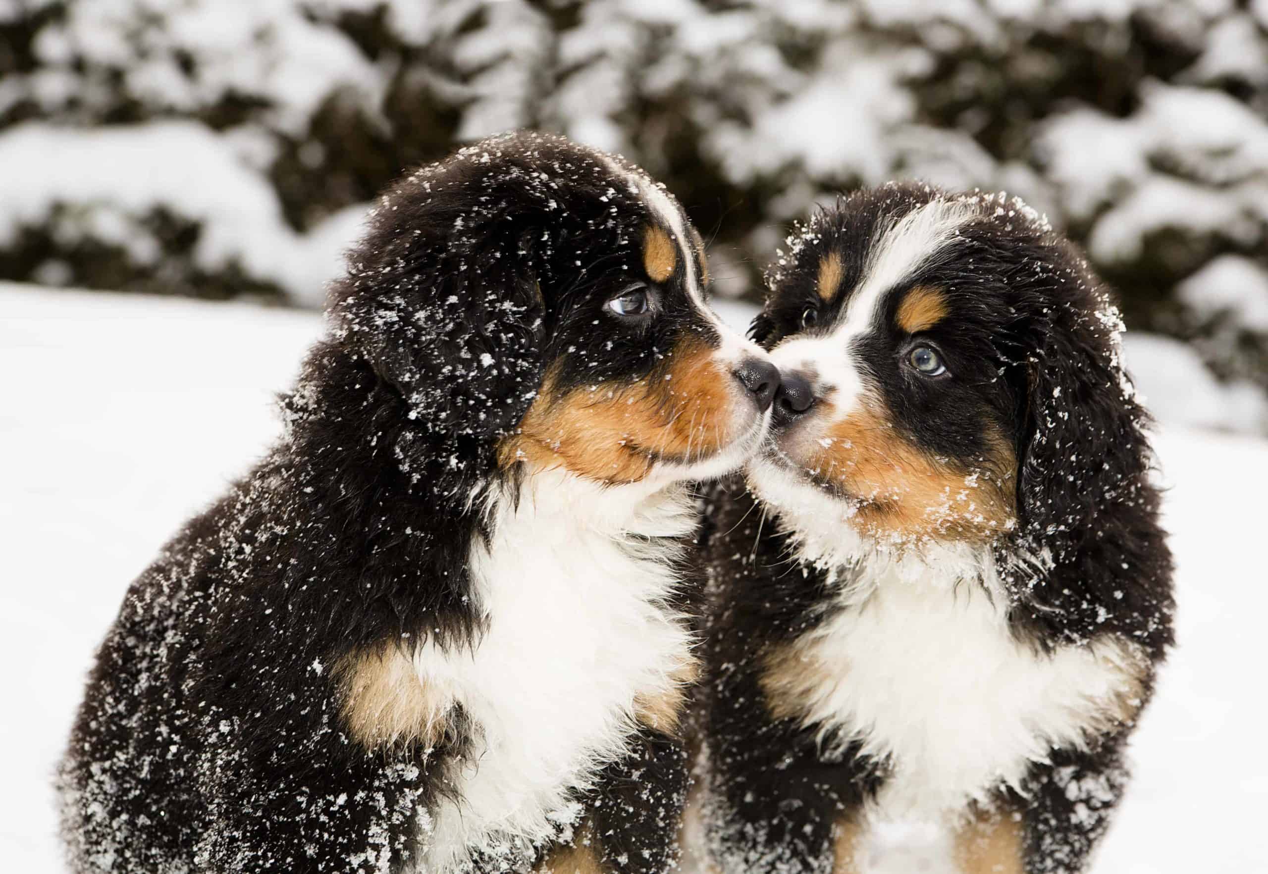 Pair of Bernese Mountain dogs kiss in the snow. In cooler, damper weather, barometric pressure drops, which can cause joint inflammation. If your pet is moving slowly or is sluggish when getting up from a nap, this could be due to inflammation.