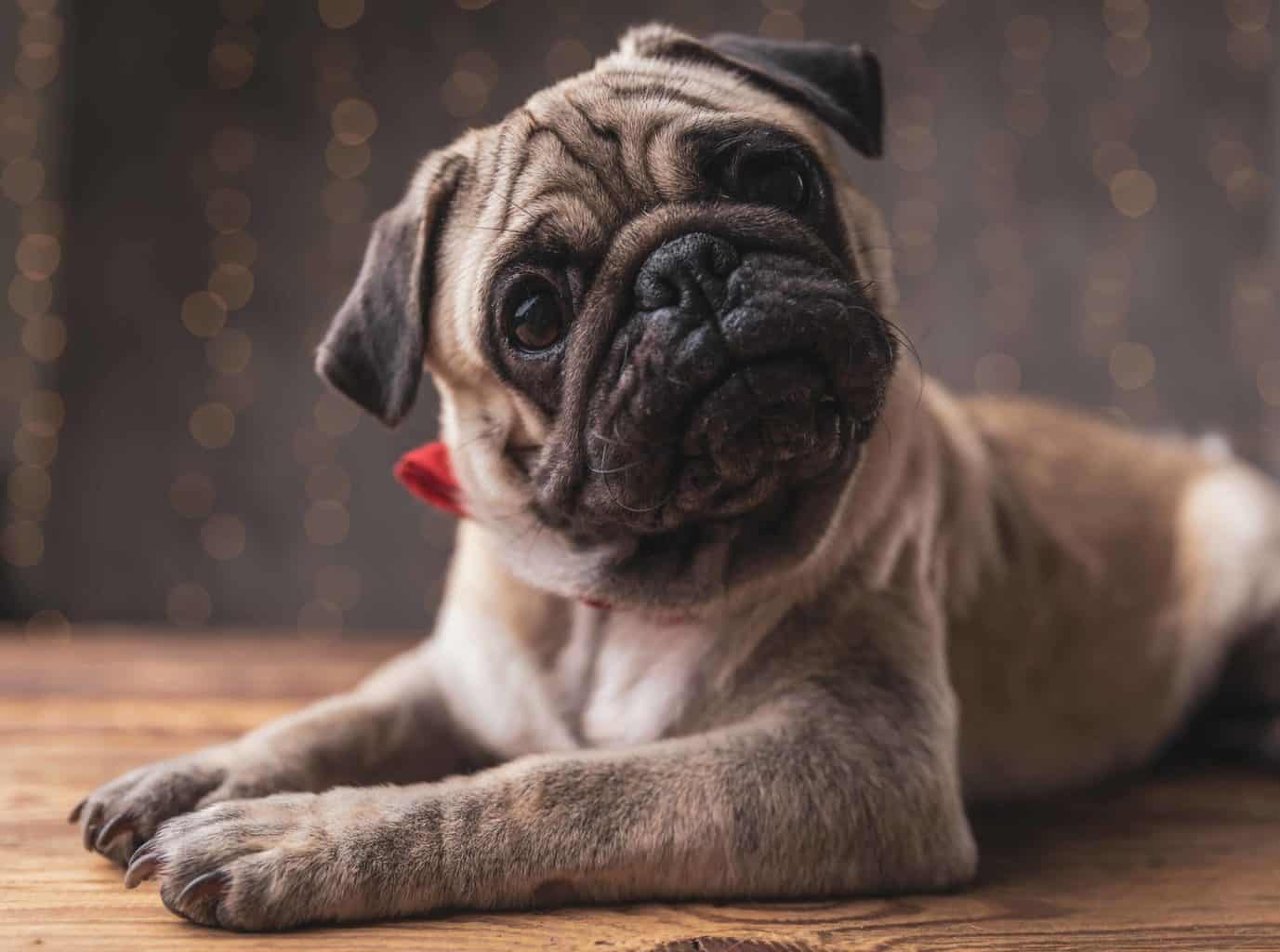 Confused pug tilts his head. Puppies and dogs that exhibit signs and symptoms of canine autism tend to be aloof and interact less with their people.
