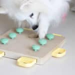 Dog uses a food puzzle toy. Challenge your dog's brain by mixing up the routine, using a puzzle feeder, buying new toys, and trying dog sports.