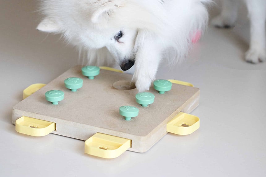 Dog uses a food puzzle toy. Challenge your dog's brain by mixing up the routine, using a puzzle feeder, buying new toys, and trying dog sports.