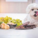 Maltese poses next to dangerous foods for dogs including chocolate, bones, grapes, caffeine, yeast, and Macadamia nuts.