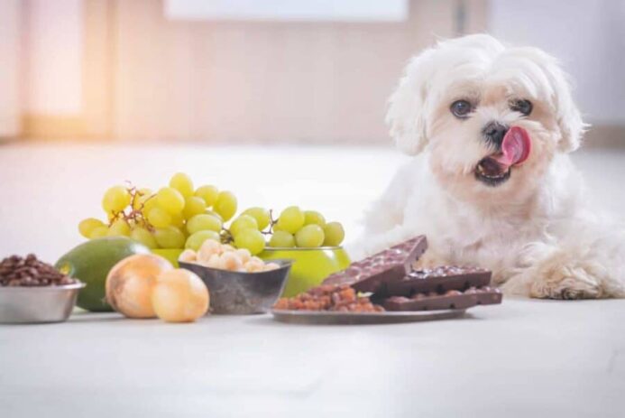 Maltese with collection of foods dogs can't eat.