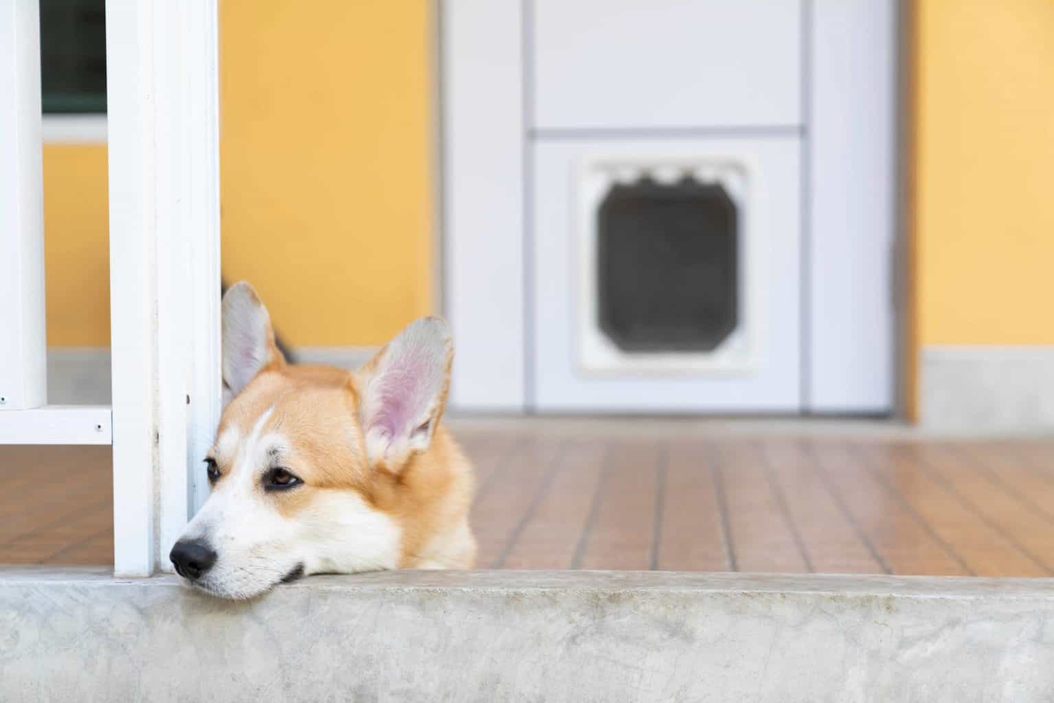 Corgi lounges outside house with dog door.