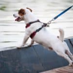 Jack Russell Terrier pulls on dog harness during walk.