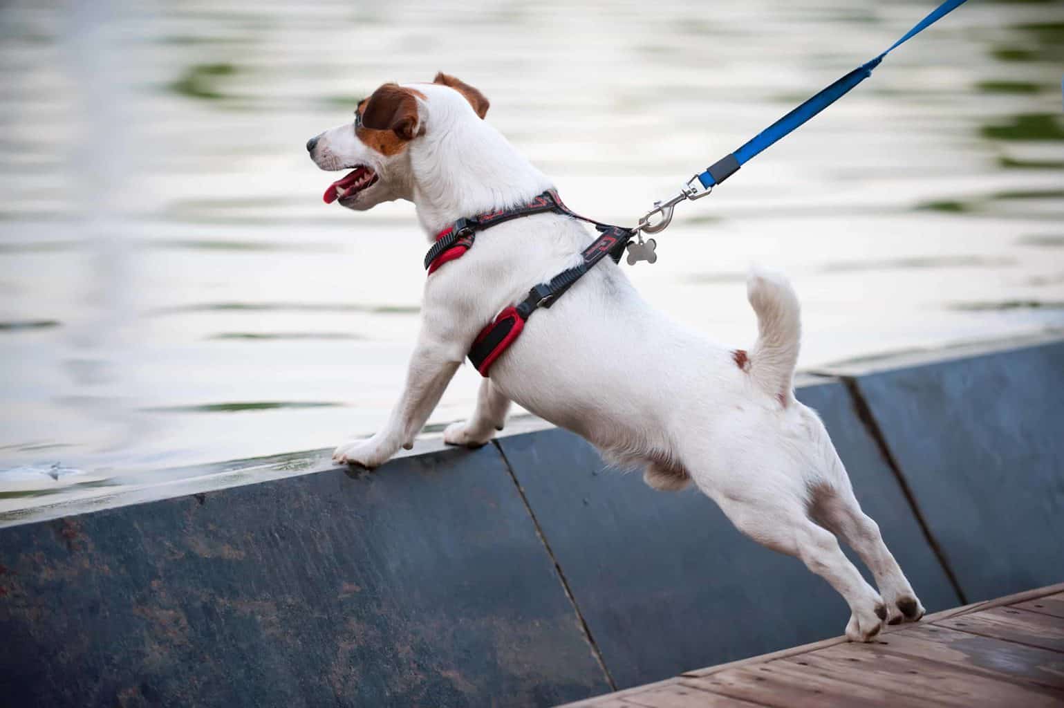 Jack Russell Terrier pulls on dog harness during walk.