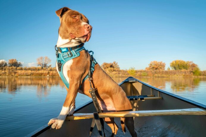 Pitbull wears harness while riding in canoe.