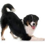 Playful Australian shepherd bows. Our beloved pets are family members. As pet parents, there's a lot we can do to keep our doggies' tails wagging.