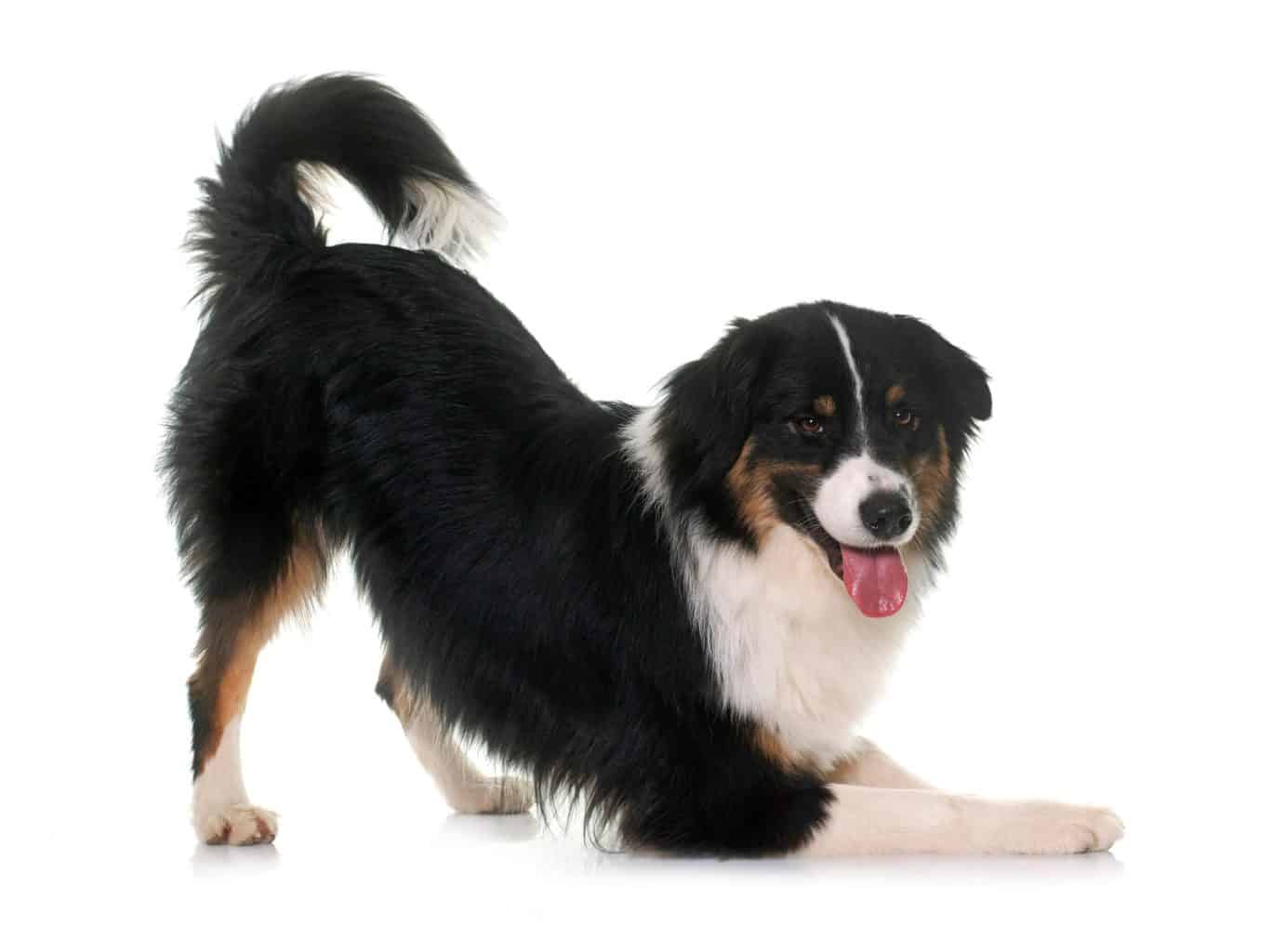 Playful Australian shepherd bows. Our beloved pets are family members. As pet parents, there's a lot we can do to keep our doggies' tails wagging.