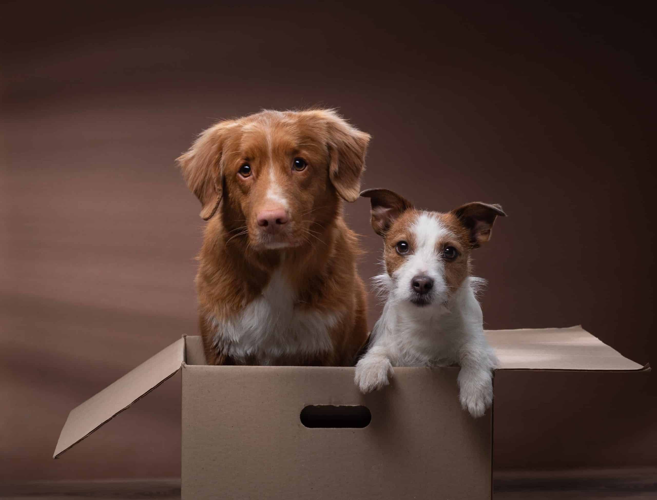 Two dogs sit in a moving box. Try to keep your pet calm when you downsize and move. Consider using a kennel or crate to keep your dog from getting underfoot.