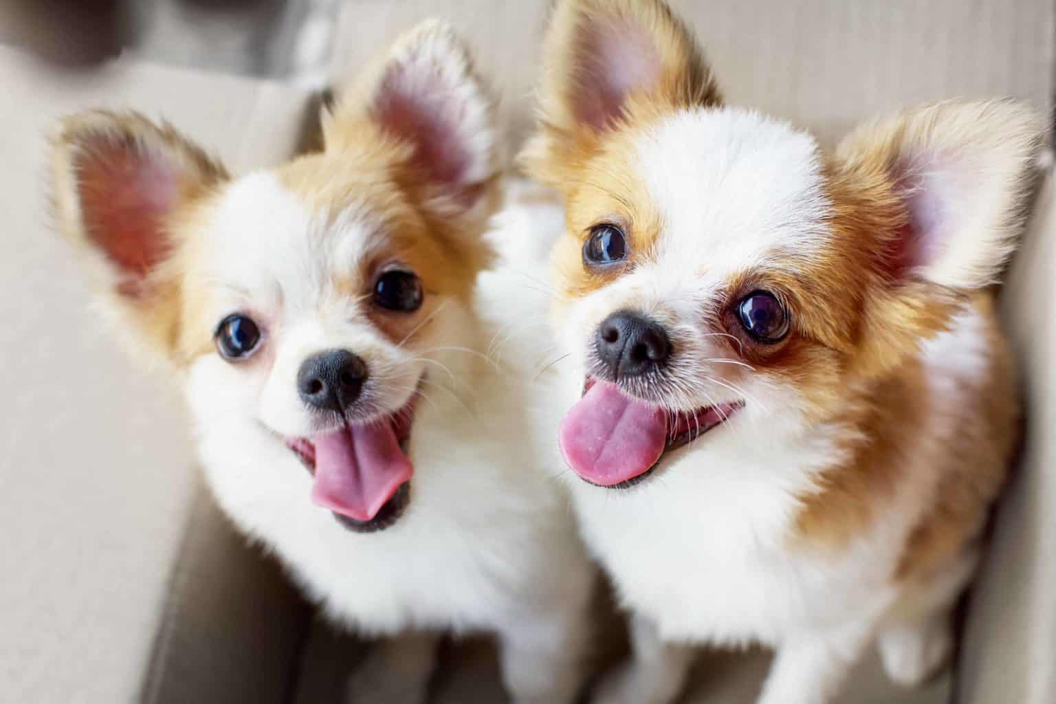 Pair of happy chihuahua puppies. There are numerous facts that people do not know about dogs including their sense of time, ability to smell emotions and ability to dream.