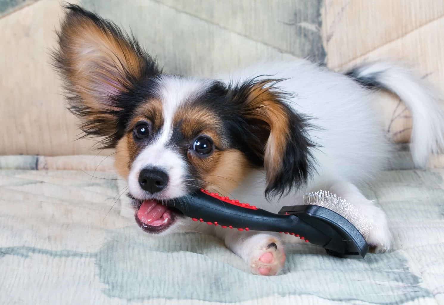 Happy Papillion puppy chews on fur brush. Indoor pets need grooming as much as outdoor pets. Keep their fur healthy and free of dirt, dust, and other allergens.