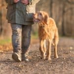 Owner walks on trail with off-leash Vizsla. Follow off-leash etiquette: Learn to read canine body language, ask permission from other dog owners, be sure your dog obeys commands.