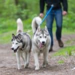 Man walks pair of Siberian Huskies. Cleaning up your dog’s favorite walking spots lowers your dog’s risk of getting into something dangerous or toxic.
