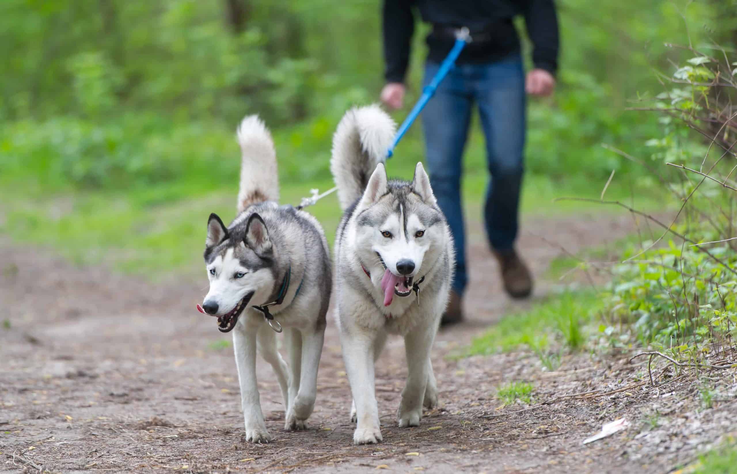 Man walks pair of Siberian Huskies. Cleaning up your dog’s favorite walking spots lowers your dog’s risk of getting into something dangerous or toxic.