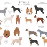 Understand the differences in the American Bully breed