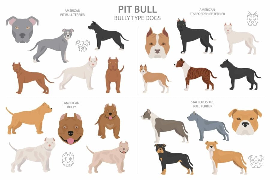 American bully 2024 standard size