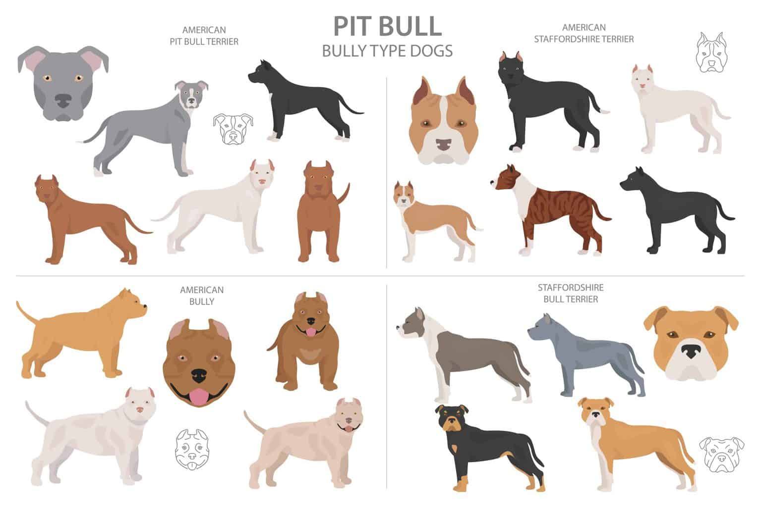 american bully  Bully breeds dogs, Bully dog, Dog breeds