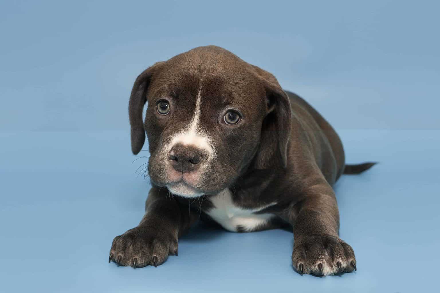 American Bulldog puppy on blue background.