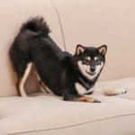 A tricolor Shiba Inu play bows on a couch.