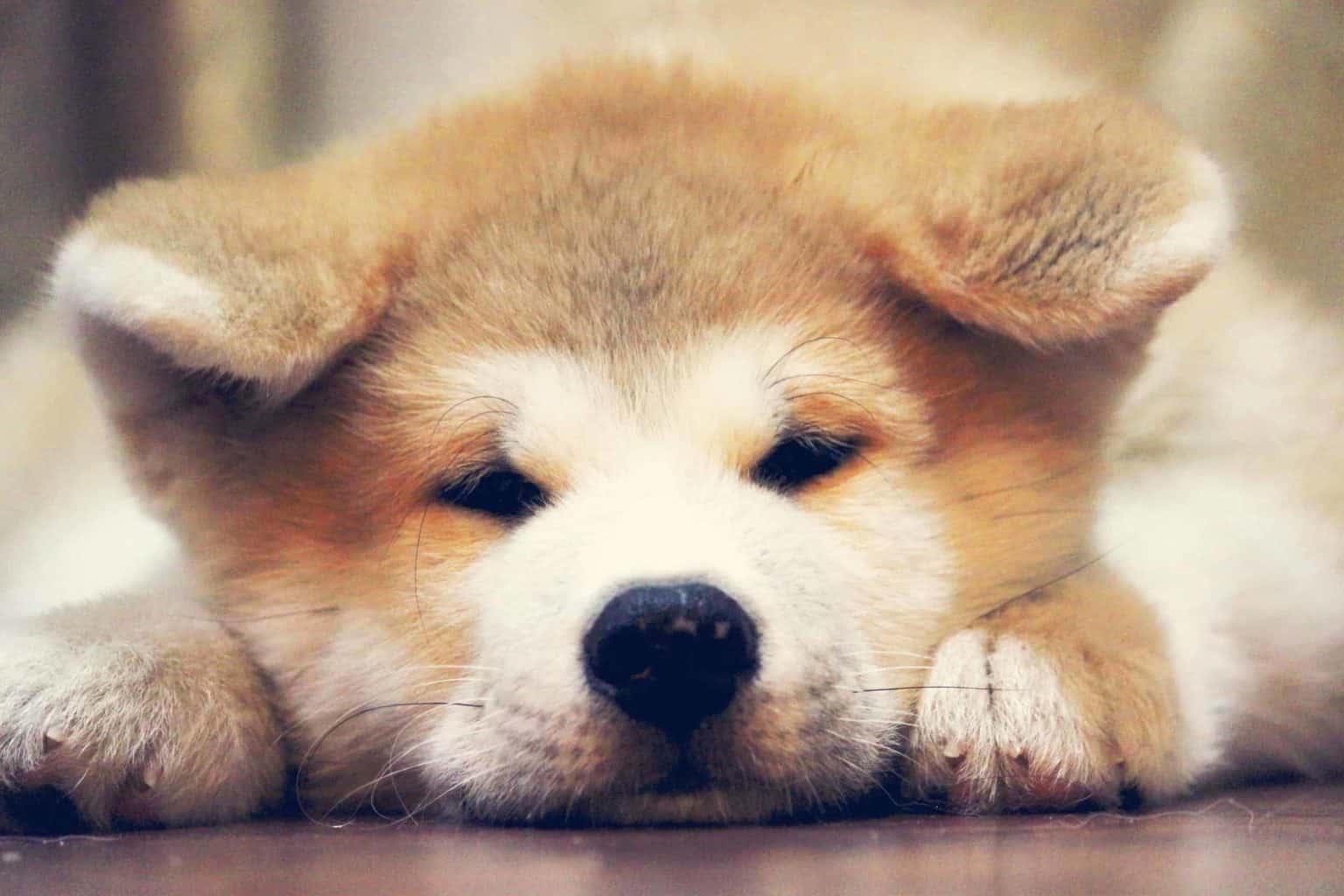 Sleepy shiba Inu puppy.