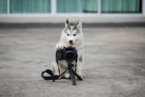 Siberian Husky puppy takes a picture. Research to determine the right dog breed for you before adopting a puppy. Consider your time, temperament, and lifestyle.