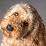 Cockapoo puppy tilts its head. While there is no “cure” for aggressive behavior, you can minimize it. Understand what triggers the behavior and change your pet’s reaction.