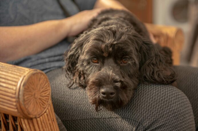 Cockapoo sits on its owner's lap. 