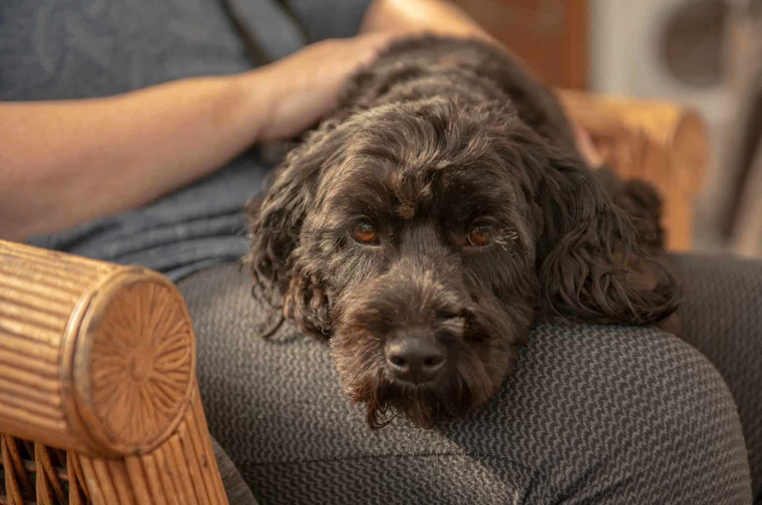 Cockapoo sits on its owner's lap. While there is no natural "cure" for dog aggression, there are many steps you can take to help minimize the behavior.