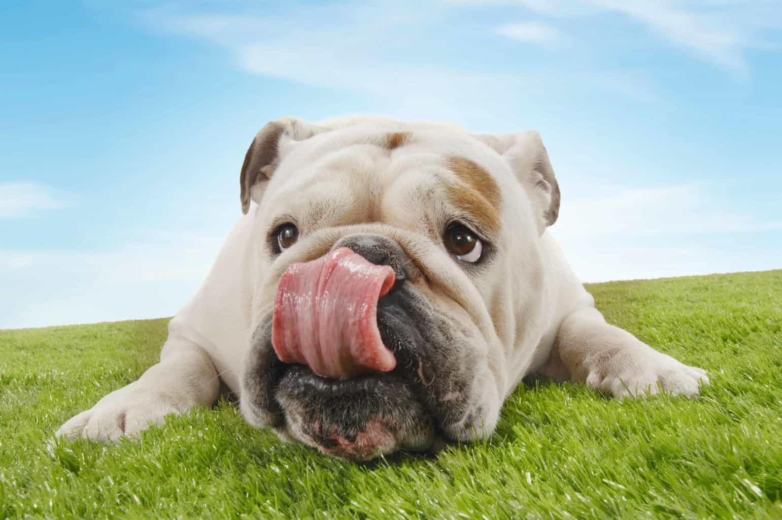 Happy bulldog licks nose while lying on artificial turf.