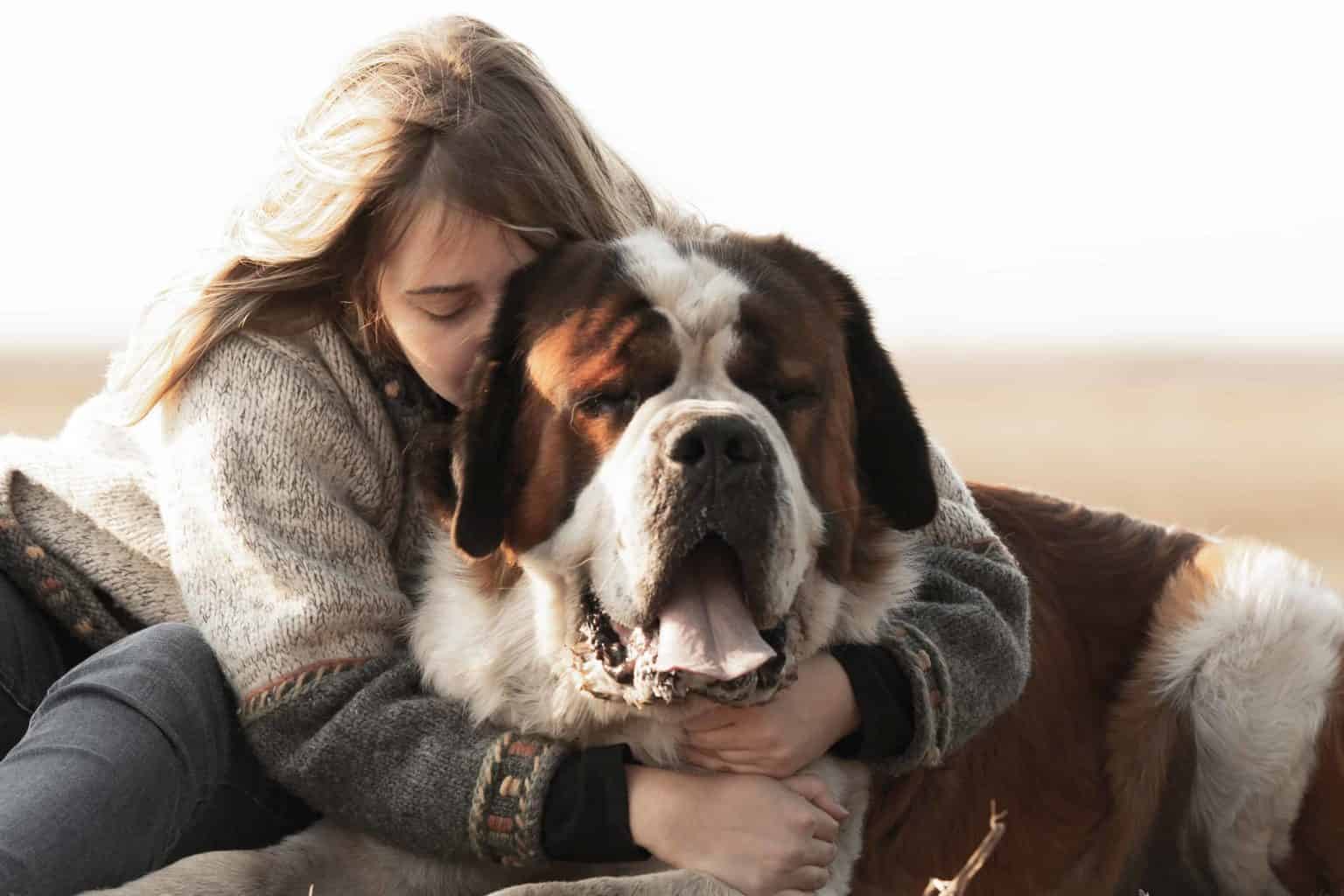 Woman hugs St. Bernard. If you're thinking of adopting one of the big dog breeds, check out our tips for practicing good safety habits to protect your dog.