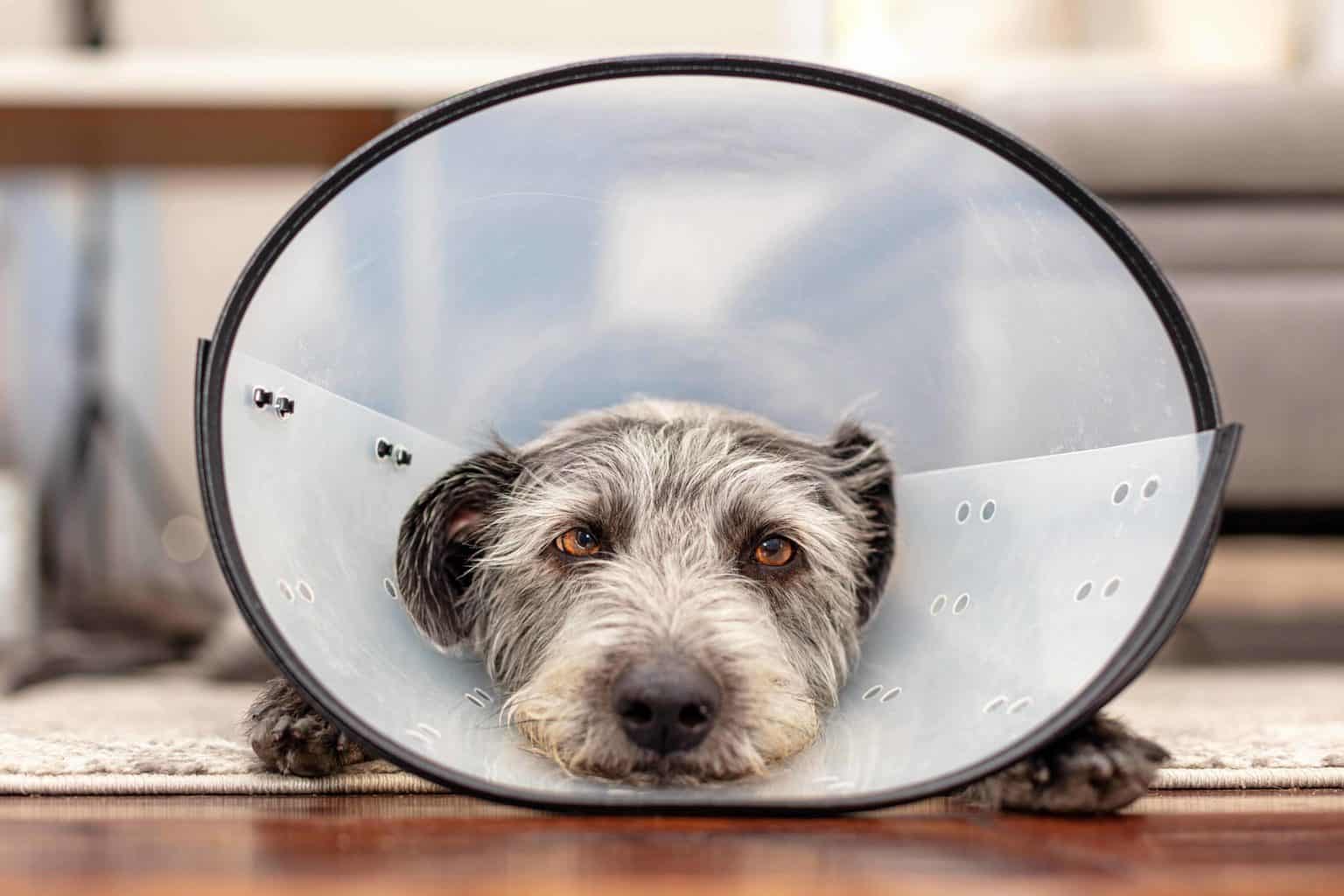 Sad dog wears e-collar. Be proactive to prevent canine injuries. If your dog is hurt, learn what steps to take. Reduce the risk of car crashes, choking hazards.