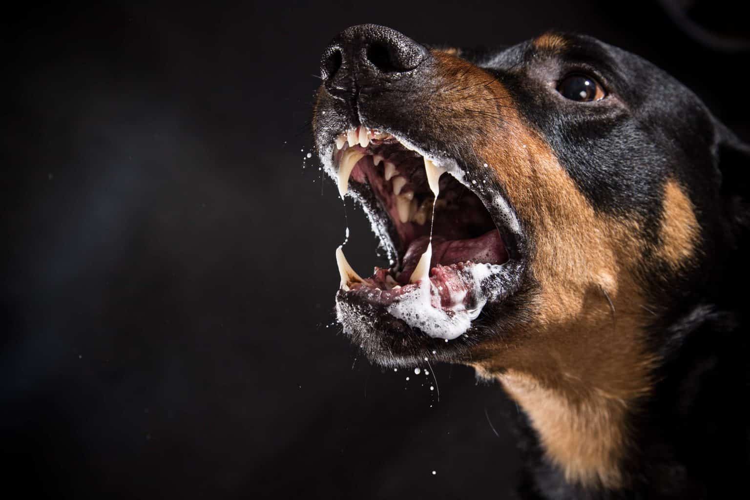 Rottweilers are considered dangerous breeds.
