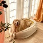 Happy Golden Retriever lounges in Donut Dog Bed from FunnyFuzzy UK. To find the right dog bed, start by considering your dog's age and size. Then determine your dog's favorite sleep position.