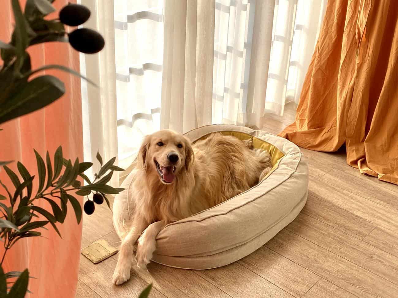 Happy Golden Retriever lounges in Donut Dog Bed from FunnyFuzzy UK. To find the right dog bed, start by considering your dog's age and size. Then determine your dog's favorite sleep position.