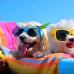 Dog-friendly accommodations photo illustration of two fluffy white dogs wearing sunglasses while sitting on a beach towel.