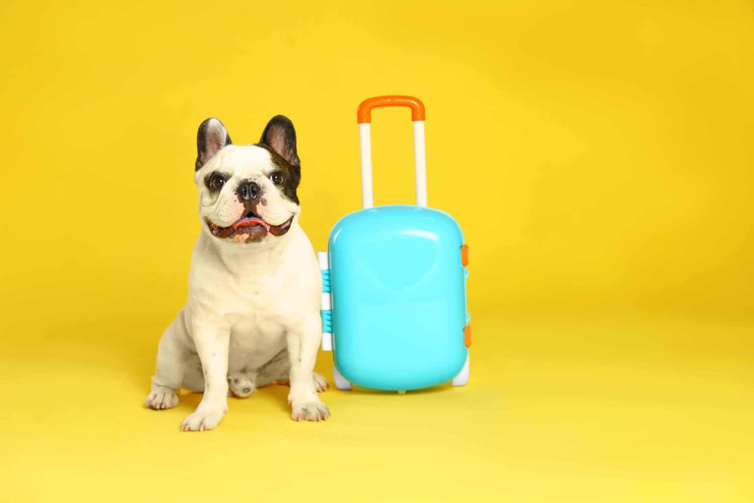 Pet-friendly accommodations photo illustration of French bulldog sitting next to small blue suitcase.