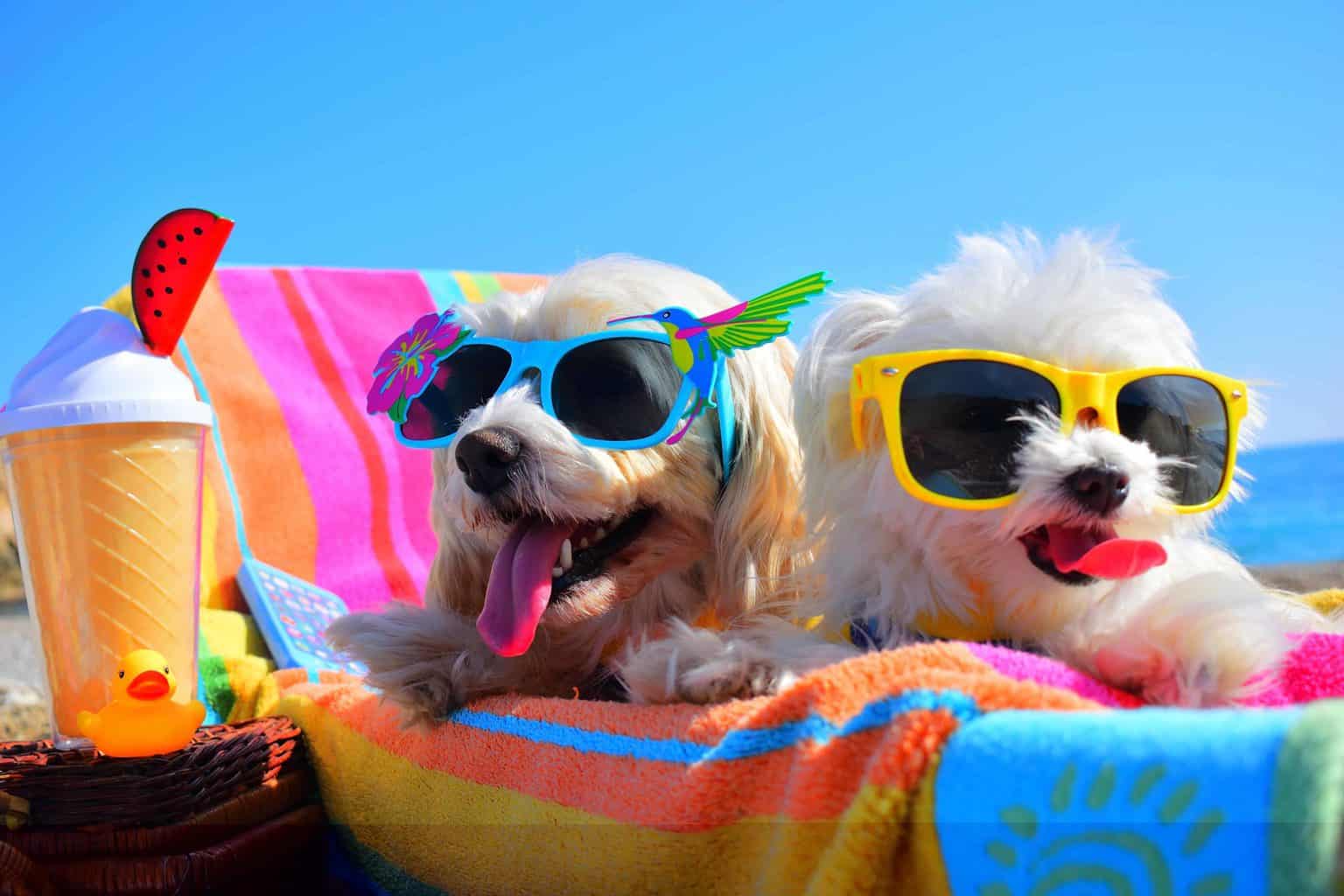 Dog-friendly accommodations photo illustration of two fluffy white dogs wearing sunglasses while sitting on a beach towel.