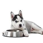 Husky puppy sits with empty food bowl. Choose the right dog food to address your pet's nutritional needs. Dogs need a balanced diet rich in macronutrients and micronutrients.