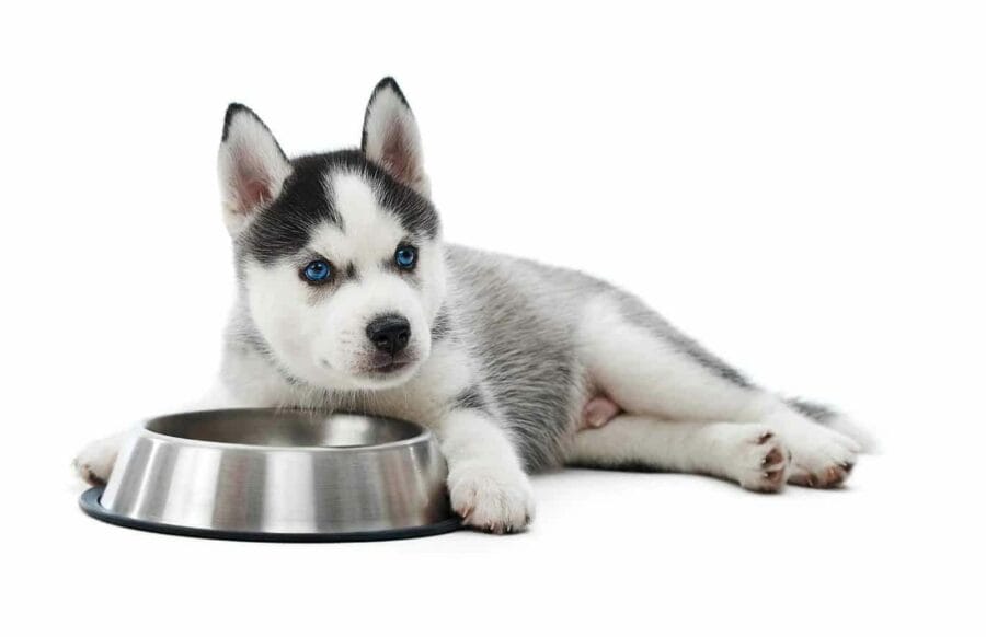 Husky puppy sits with empty food bowl. Choose the right dog food to address your pet's nutritional needs. Dogs need a balanced diet rich in macronutrients and micronutrients.