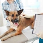 Vet examines German Shepherd. Although sickness can come on fairly quickly in dogs, there are almost always indications you can use to visit a veterinarian early on.