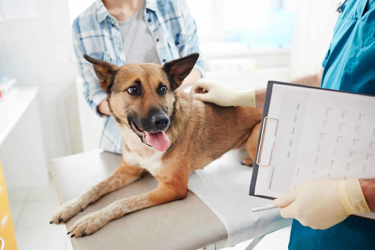 Vet examines German Shepherd. Although sickness can come on fairly quickly in dogs, there are almost always indications you can use to visit a veterinarian early on.