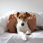 Jack Russell Terrier sleeps between its owners feet. Find the best option to stop your dog from sleeping on your bed. Breaking this habit requires effort to retrain your dog to sleep by itself.