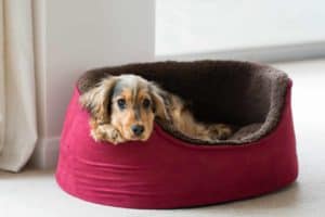 Dog snuggles into its comfy bed. Make your dog cozy using different pillows and soft sheets to get your dog on its new pet bed. Make your dog's bed fluffy and more comfortable than yours.