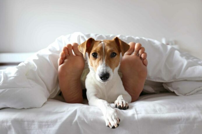 Jack Russell Terrier sleeps between owner's feet. Find options to stop dog from sleeping on bed. 
