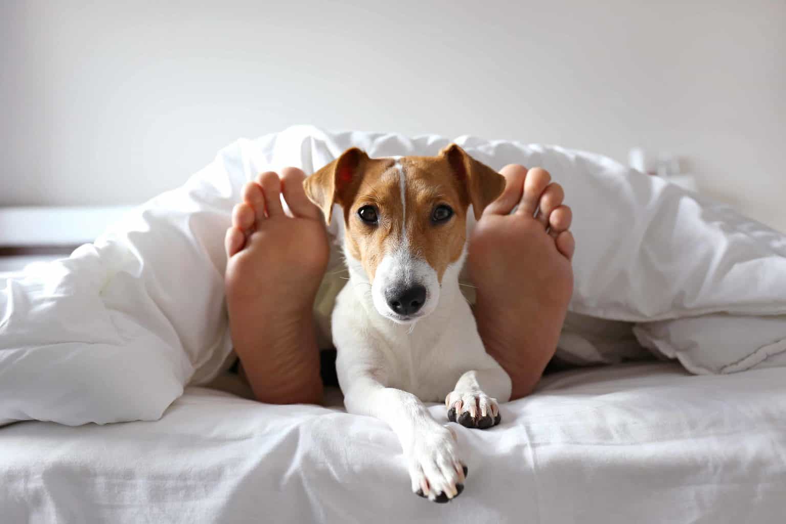 Jack Russell Terrier sleeps between its owners feet. Find the best option to stop your dog from sleeping on your bed. Breaking this habit requires effort to retrain your dog to sleep by itself.