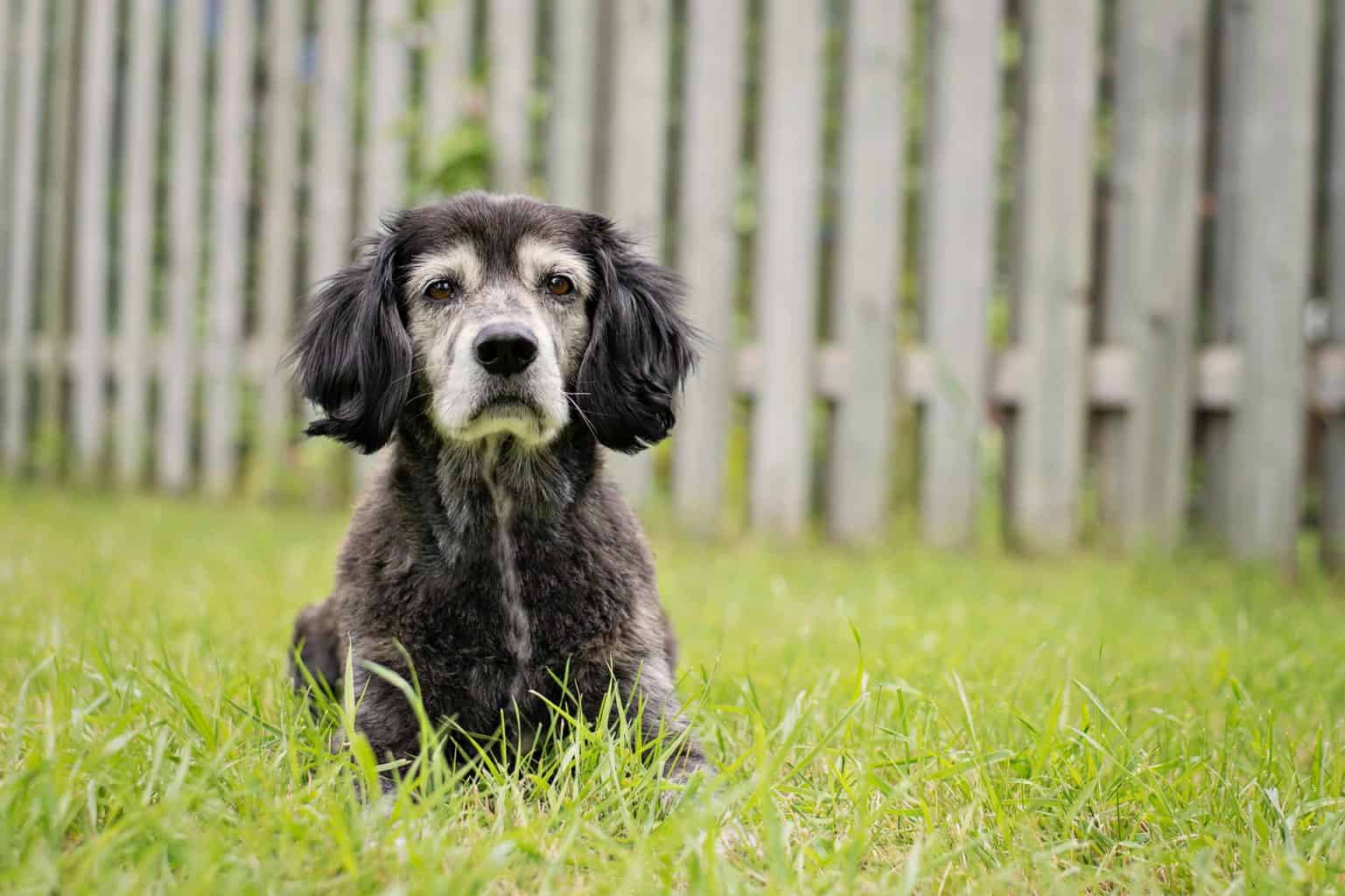Old black dog with white face. Don't think your dog is too old to walk. Keeping your dog active improves its quality of life and can help extend its lifespan.