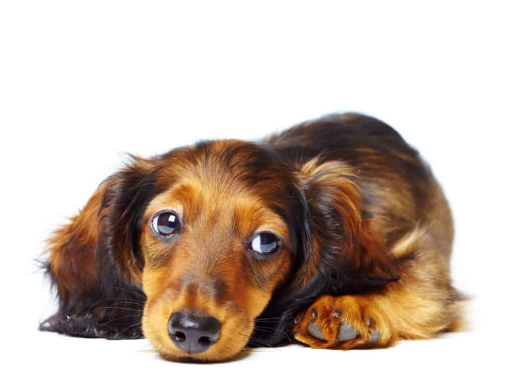 Sad Dachshund with big eyes.