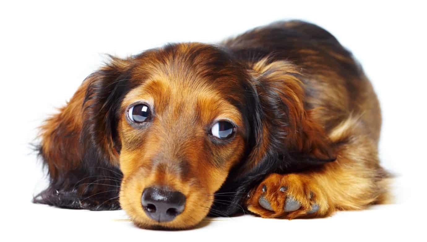 Sad Dachshund with big eyes. Common dachshund health problems include asthma. Dachshunds are more than four times more likely to develop asthma than other breeds.